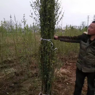 毛桃苗占地桃树改接桃树品种山桃根系好量大优惠