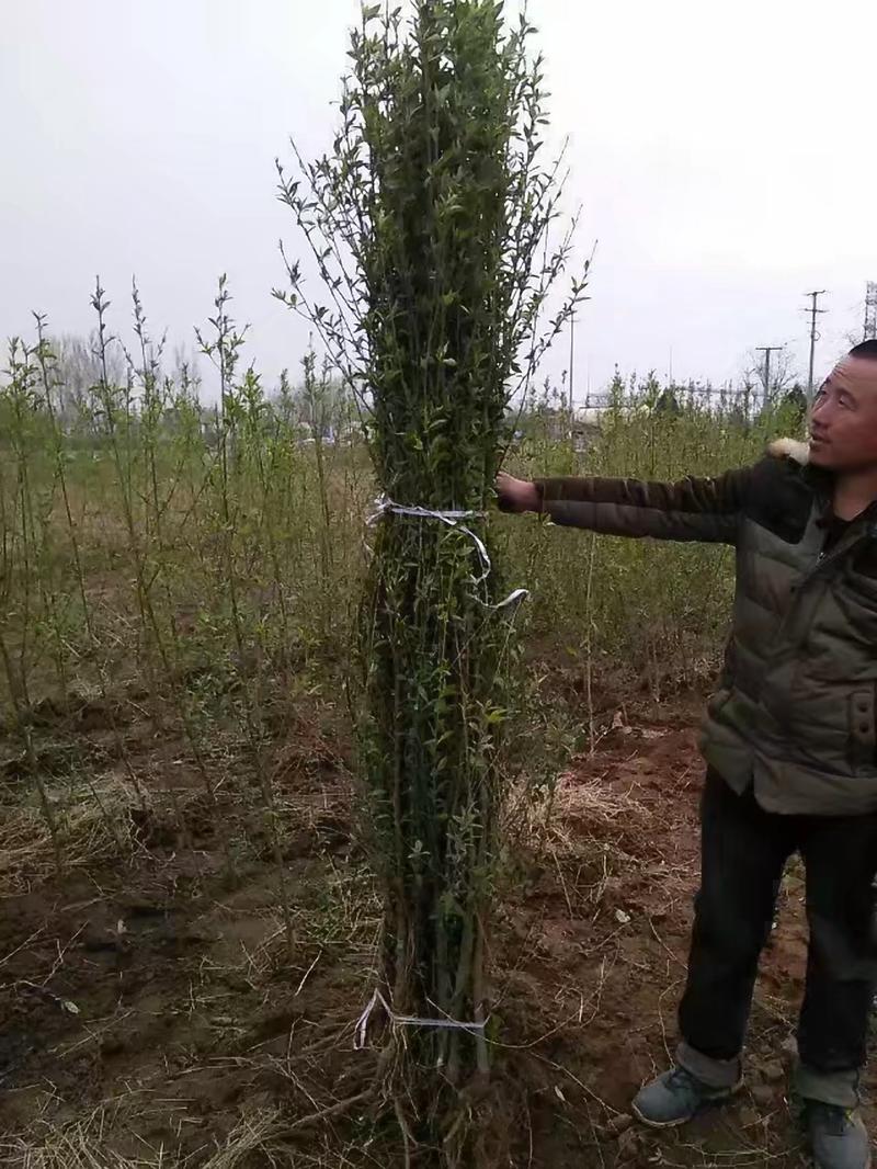 毛桃苗占地桃树改接桃树品种山桃根系好量大优惠
