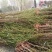 毛桃苗占地桃树改接桃树品种山桃根系好量大优惠