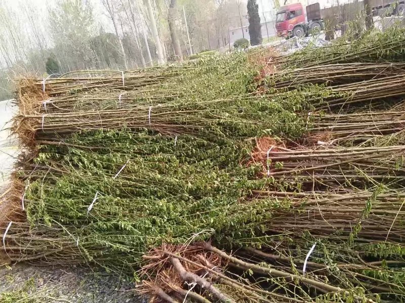 毛桃苗占地桃树改接桃树品种山桃根系好量大优惠