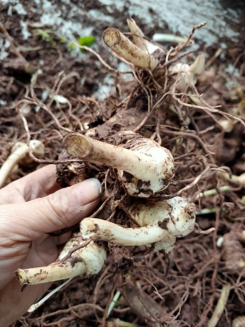 四川姜型多花不倒苗黄精块茎种植专用，高产型黄精