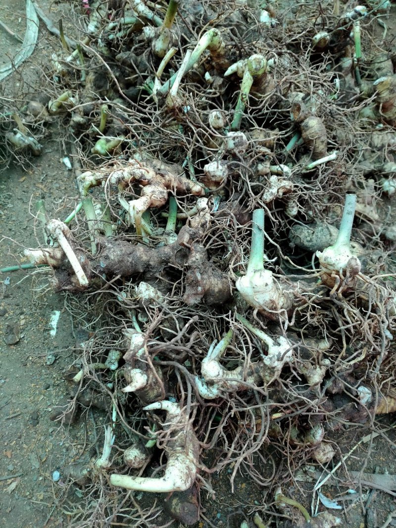 四川姜型多花不倒苗黄精块茎种植专用，高产型黄精