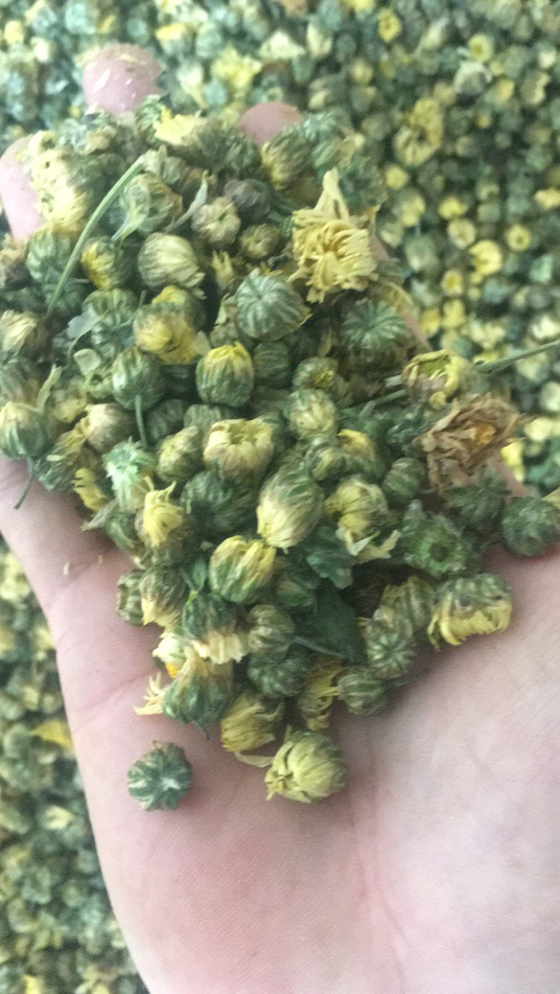 苏北菊胎菊大货每件10公斤质量中等产地直供批发价