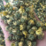 苏北菊胎菊大货每件10公斤质量中等产地直供批发价