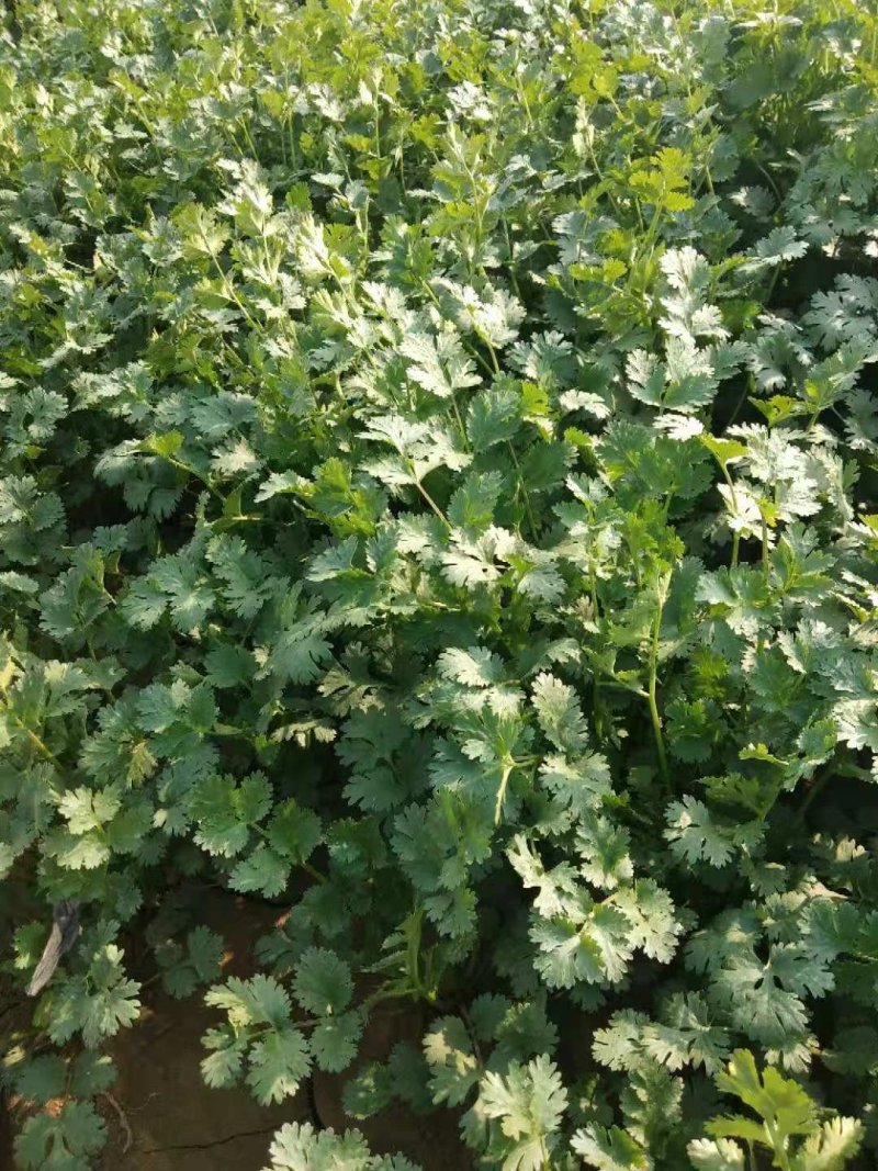 香菜铁杆香菜质量保证价格合理冷库陆地都有