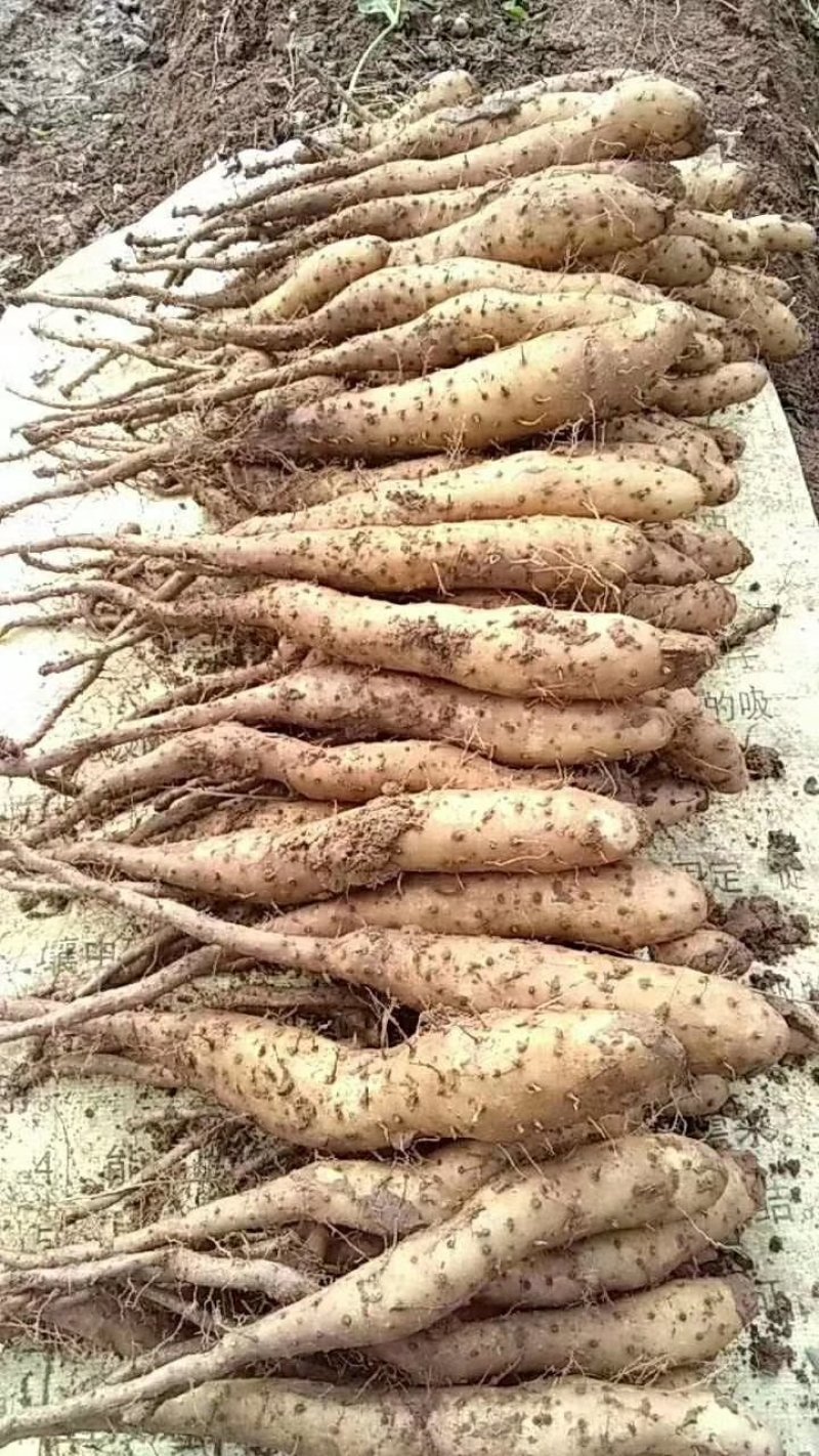 山药原种山药种子山药种苗白芋种苗小白嘴牛腿种苗