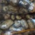 精品荷兰806种子，希森六，实验一，V7，等大量出货！