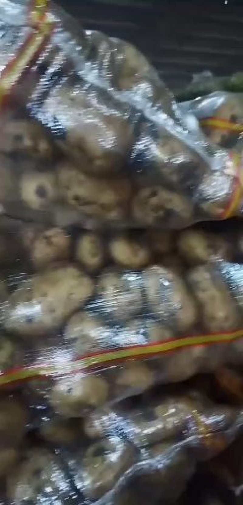 精品荷兰806种子，希森六，实验一，V7，等大量出货！
