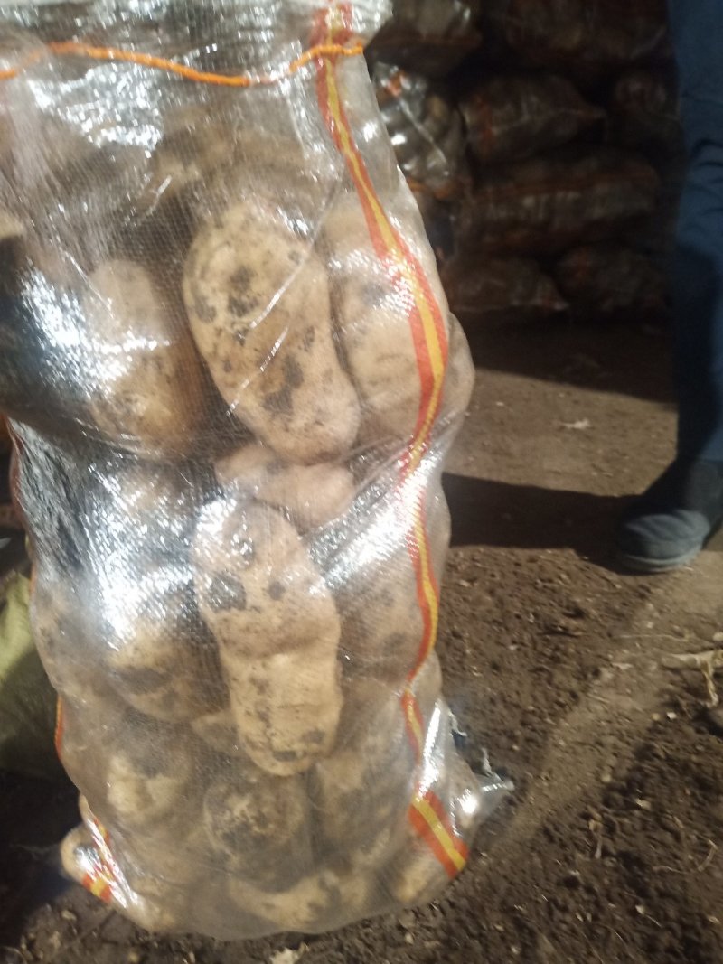 精品荷兰806种子，希森六，实验一，V7，等大量出货！