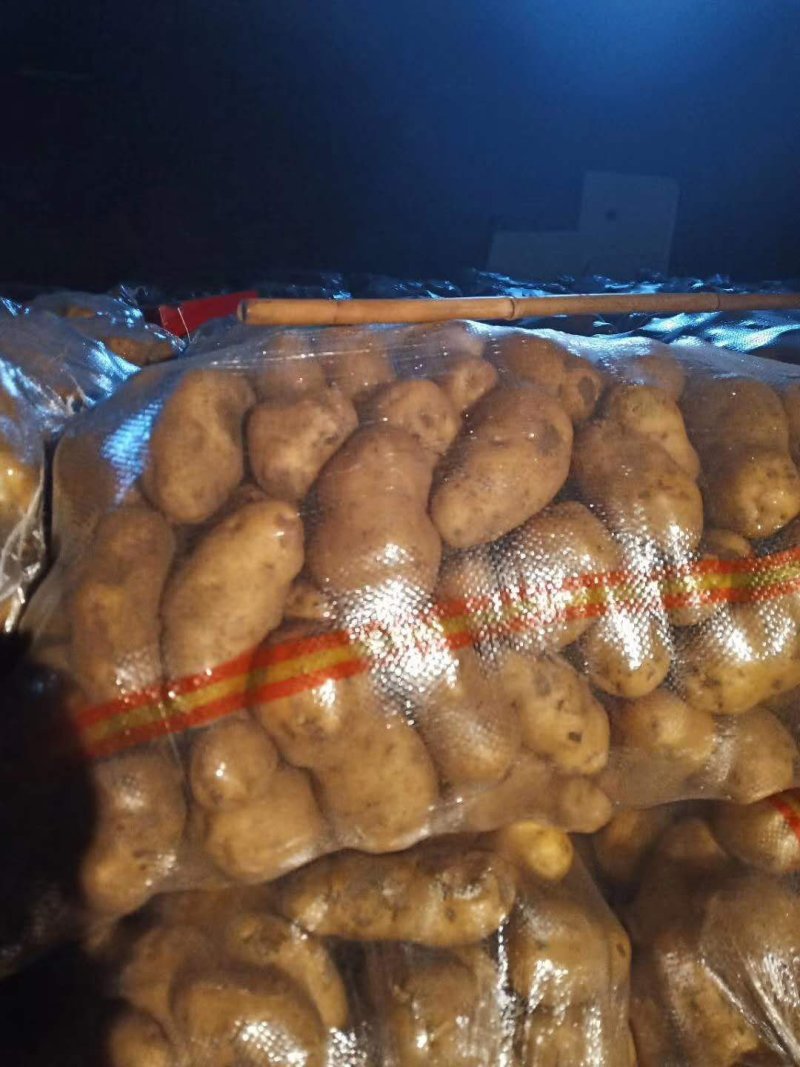 精品荷兰806种子，希森六，实验一，V7，等大量出货！