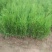 侧柏苗盆栽地栽型适合南方北方栽植成活率高