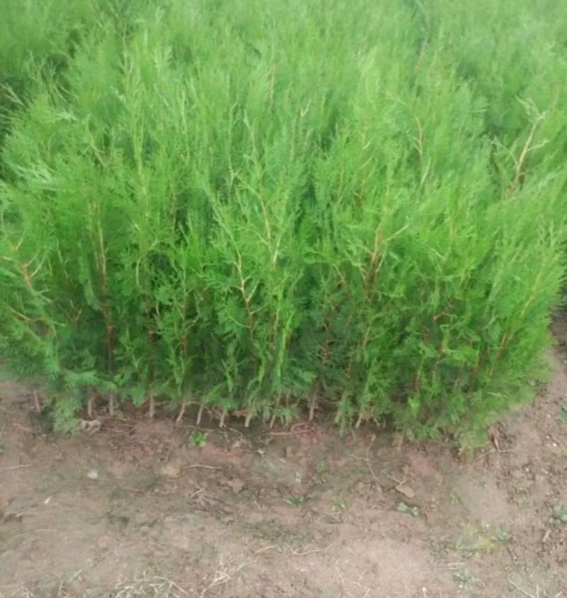 侧柏苗盆栽地栽型适合南方北方栽植成活率高