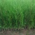 侧柏苗盆栽地栽型适合南方北方栽植成活率高