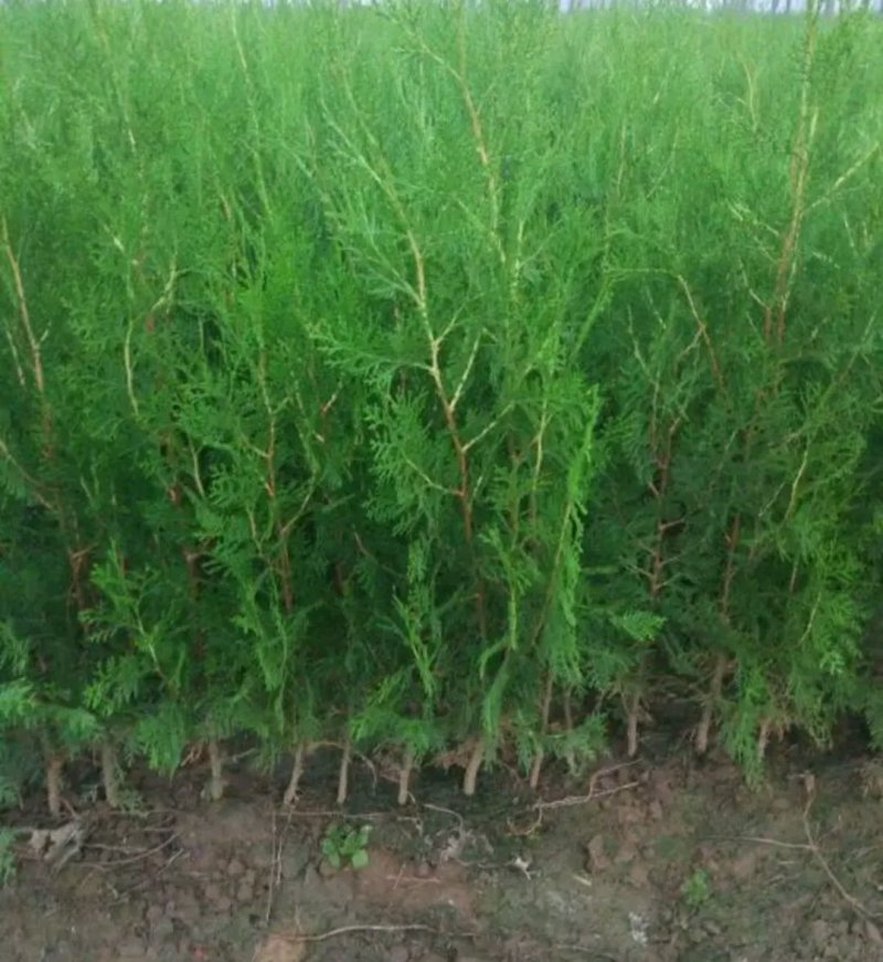 侧柏苗盆栽地栽型适合南方北方栽植成活率高