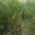 侧柏苗盆栽地栽型适合南方北方栽植成活率高