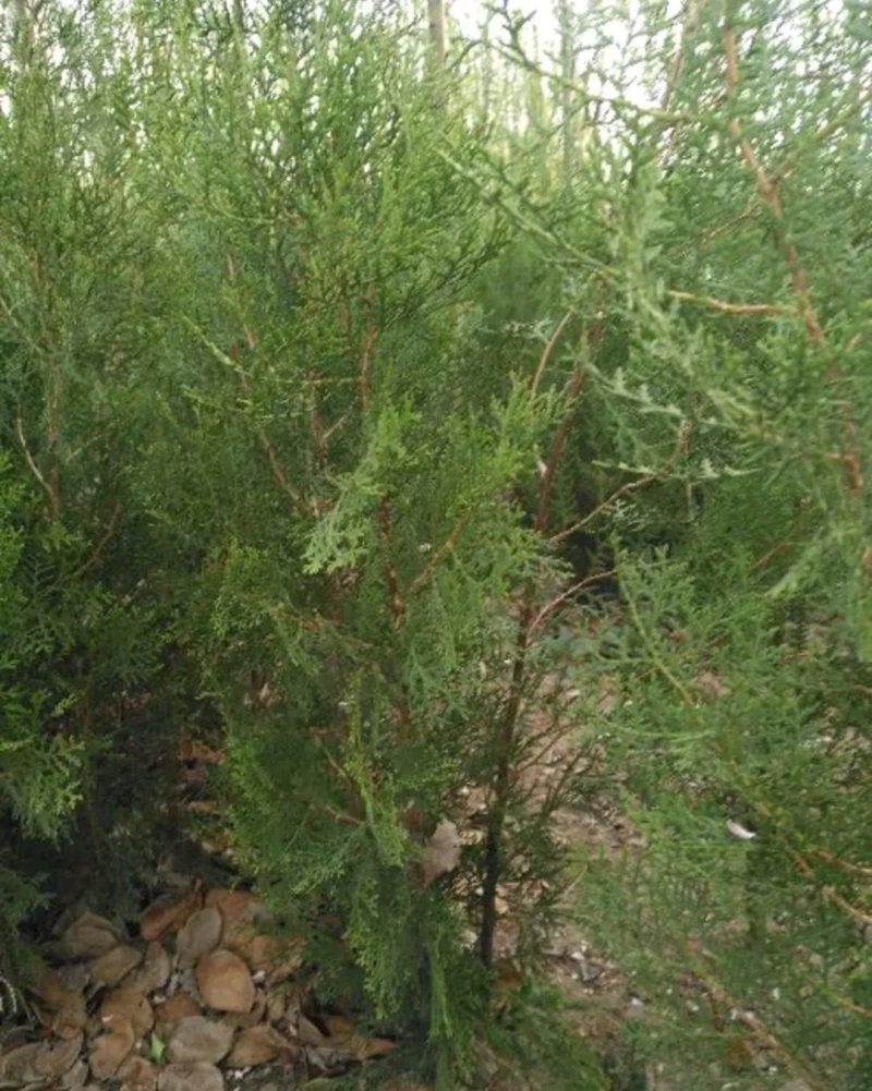 侧柏苗盆栽地栽型适合南方北方栽植成活率高
