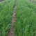 侧柏苗盆栽地栽型适合南方北方栽植成活率高