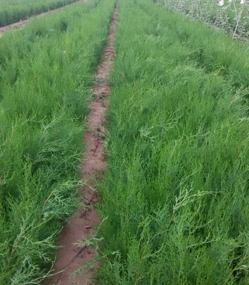 侧柏苗盆栽地栽型适合南方北方栽植成活率高