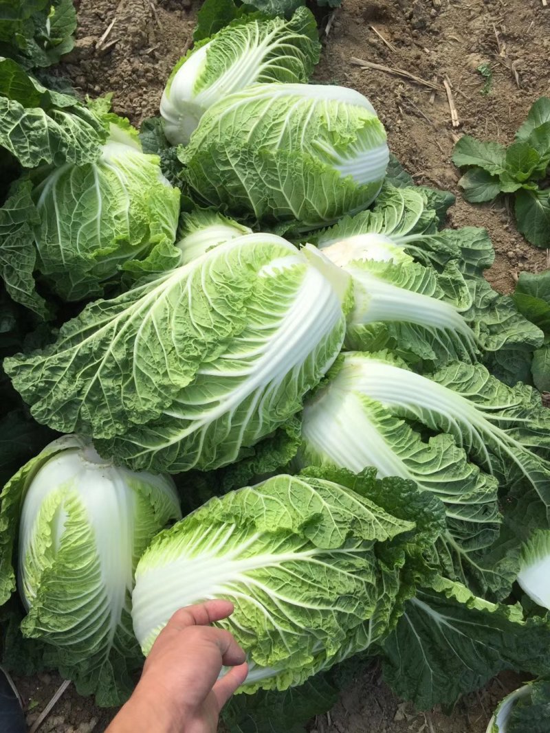 【精品】黄心白菜产地直供优质湖北大白菜质量保障