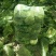 【精品】黄心白菜产地直供优质湖北大白菜质量保障