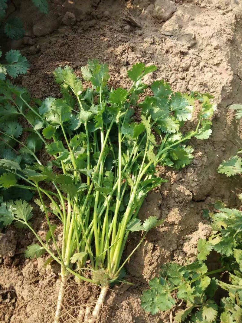 香菜铁杆香菜质量保证价格合理冷库陆地都有