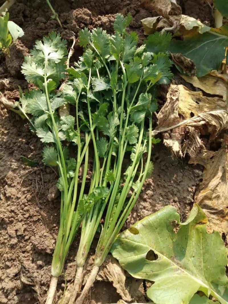 香菜铁杆香菜质量保证价格合理冷库陆地都有