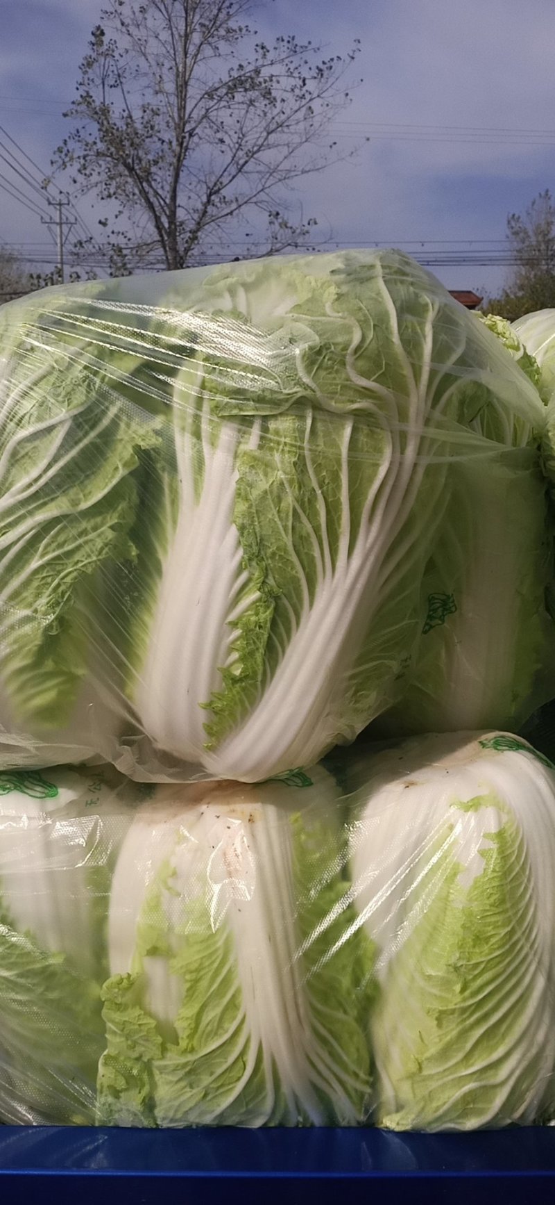精品大白菜上市，，，，，，