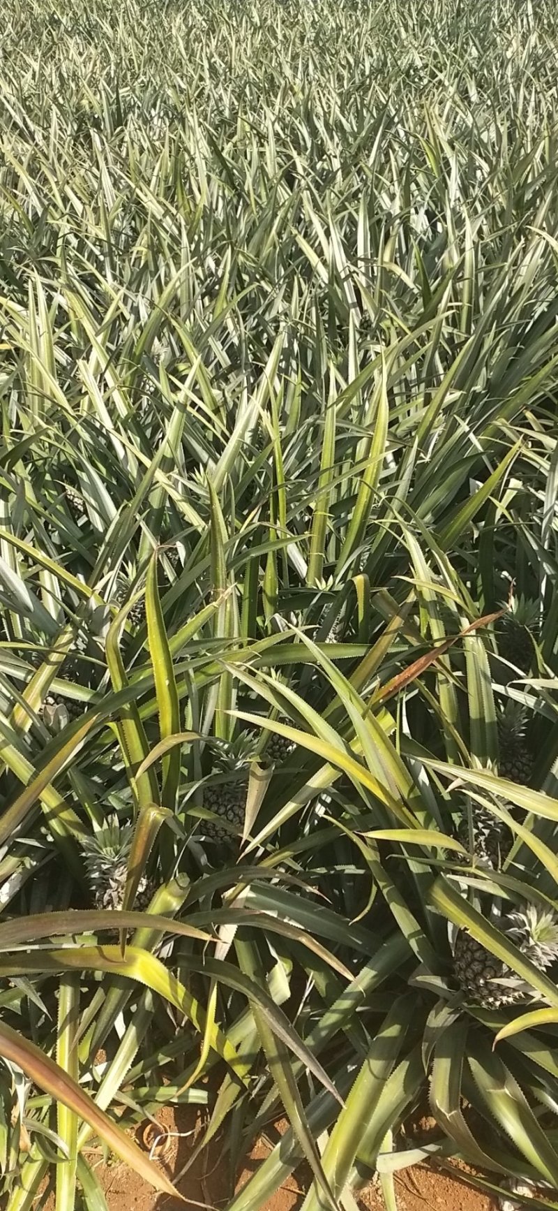 中国大陆菠萝之乡徐闻曲界——广东徐闻巴里菠萝水果