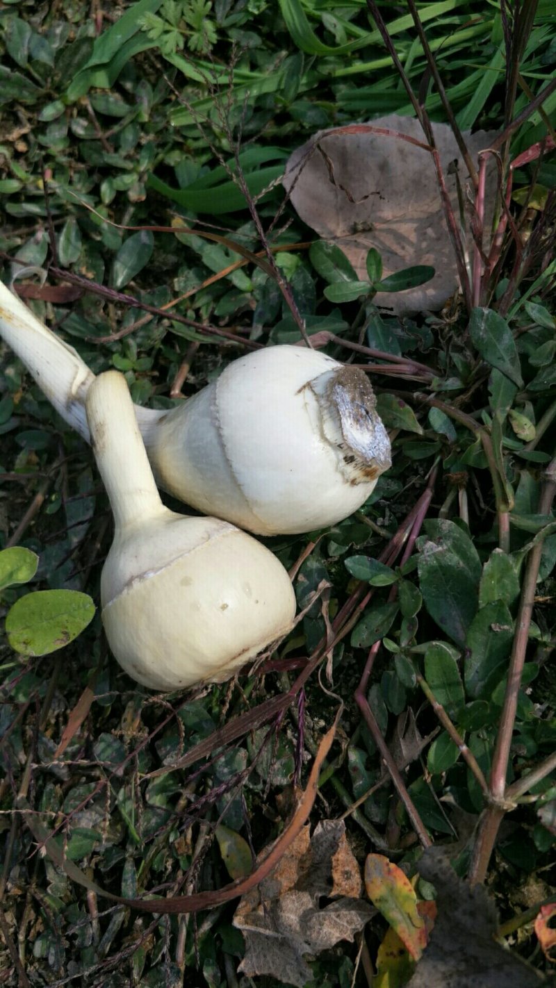 本地优质茨菇，采用优质农家肥，又大又白又嫩