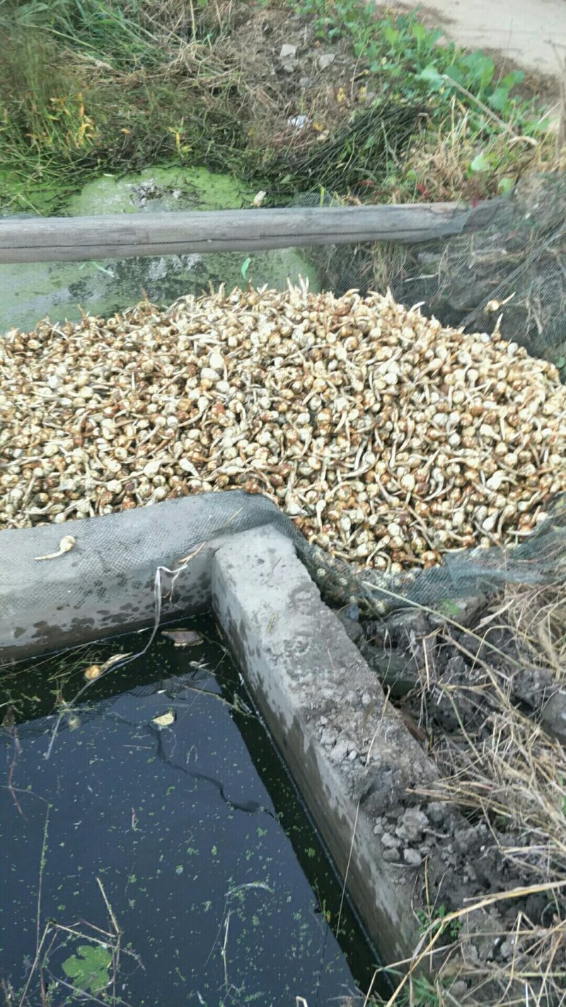 本地优质茨菇，采用优质农家肥，又大又白又嫩