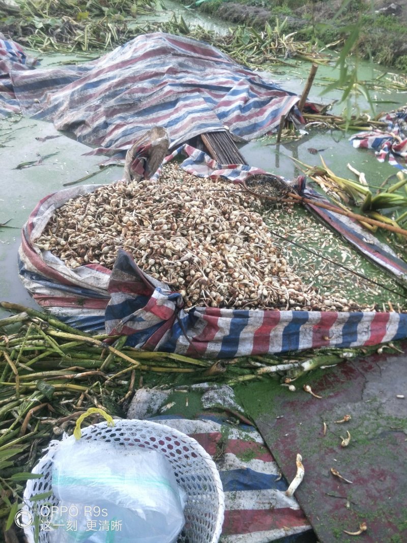 本地优质茨菇，采用优质农家肥，又大又白又嫩