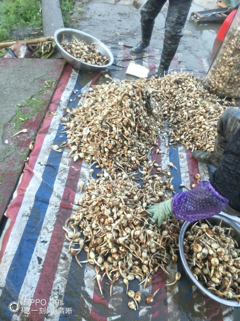 本地优质茨菇，采用优质农家肥，又大又白又嫩