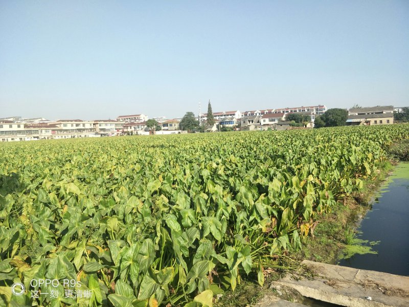 本地优质茨菇，采用优质农家肥，又大又白又嫩