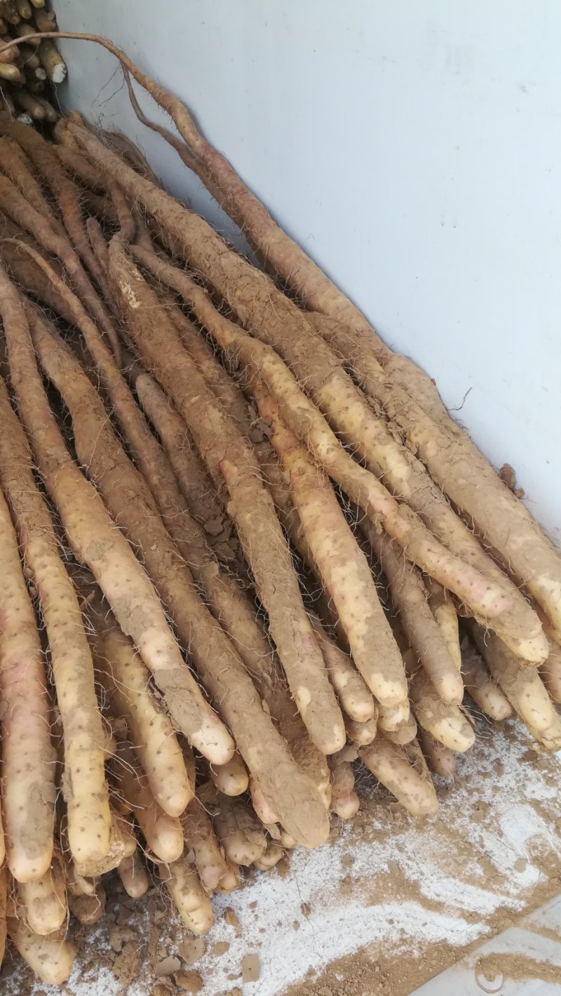 河北邢台柏乡县小白嘴白山药2~3厘米一级口感甜好吃