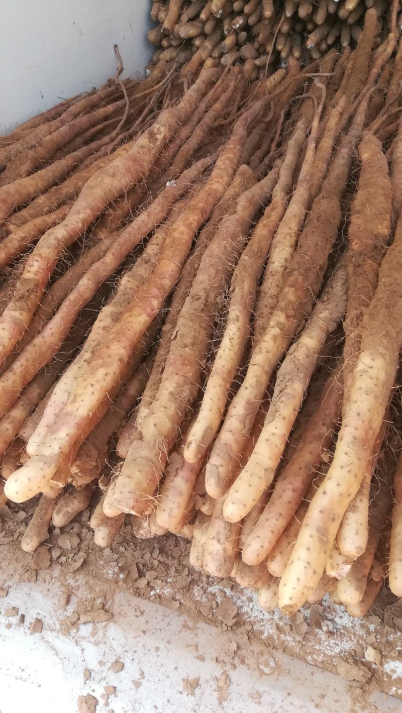 河北邢台柏乡县小白嘴白山药2~3厘米一级口感甜好吃