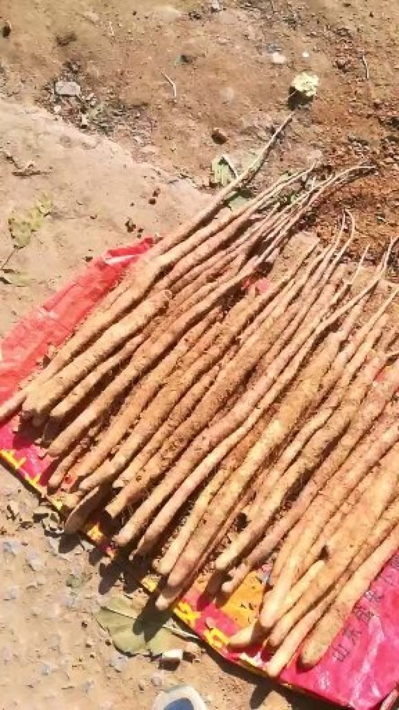 河北邢台柏乡县小白嘴白山药2~3厘米一级口感甜好吃