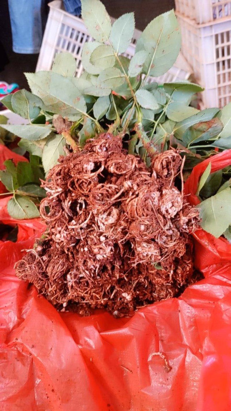 香水玫瑰红双喜扦插苗基地自产自销花卉种苗
