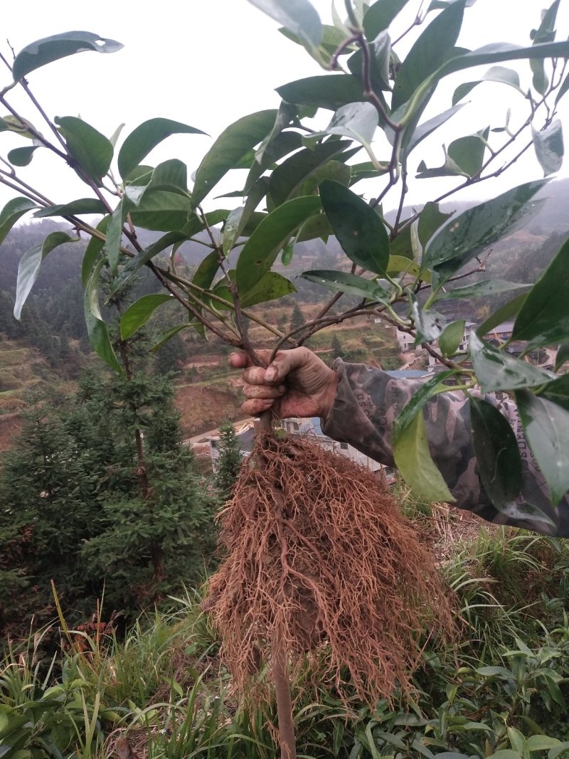 布福娜、黑老虎三年苗，根系发达现挖现发