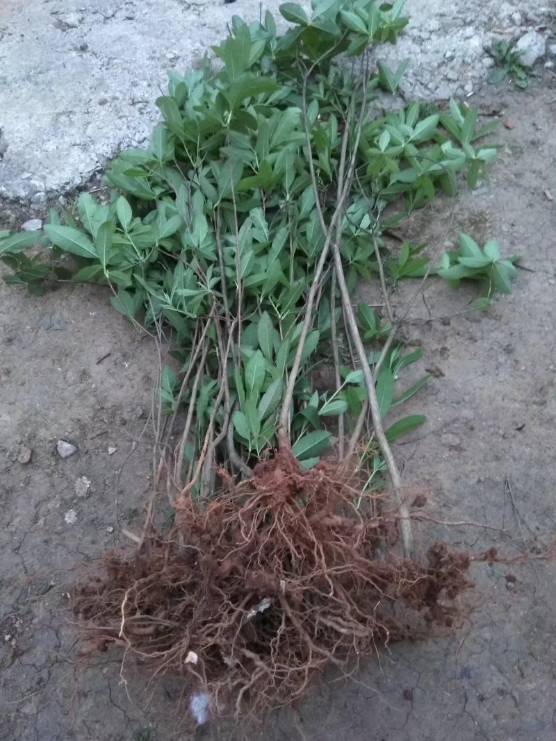杜鹃映山红黄色红色都正品干花都有观赏药用