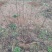 杜鹃映山红黄色红色都正品干花都有观赏药用