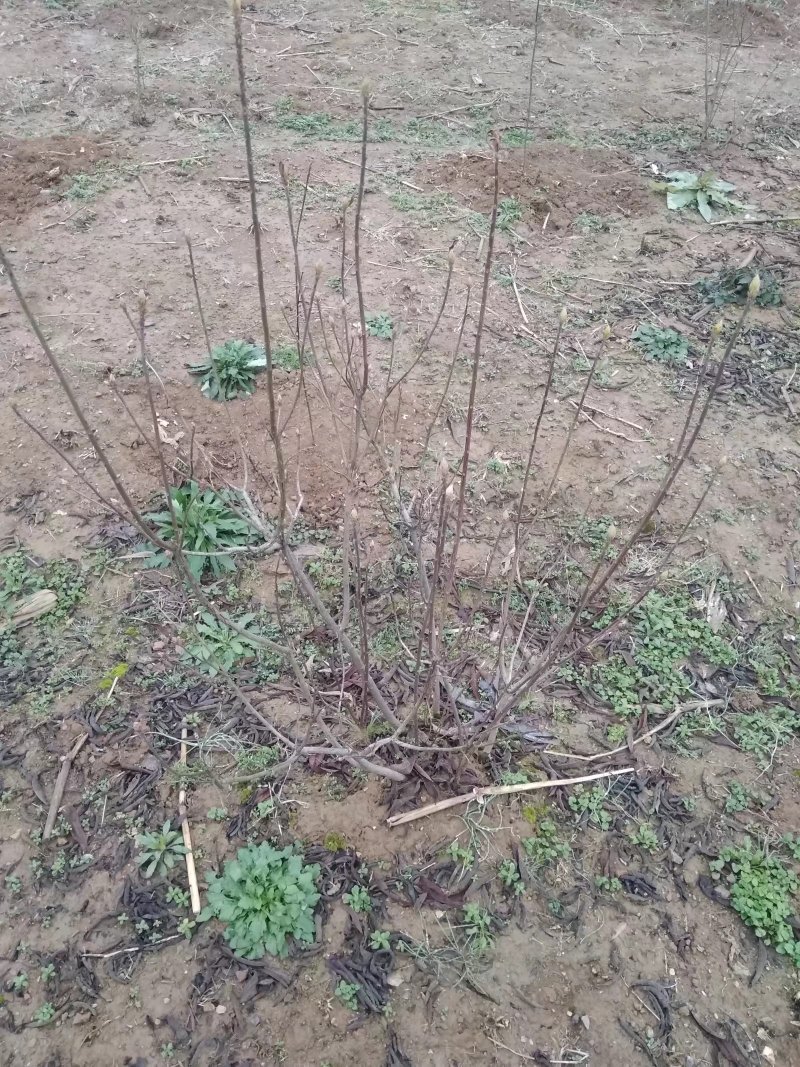 杜鹃映山红黄色红色都正品干花都有观赏药用