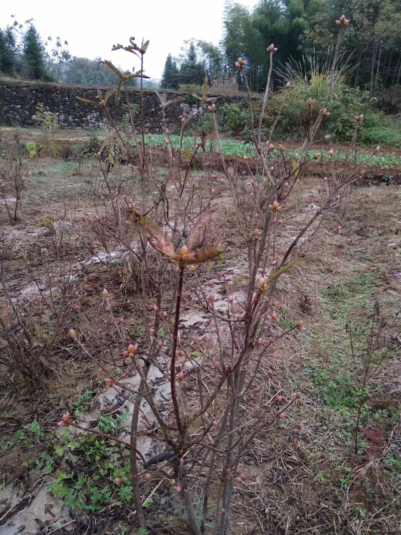 杜鹃映山红黄色红色都正品干花都有观赏药用