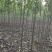 金丝楸，2公分，3公分，4公分，楸树种植基地。
