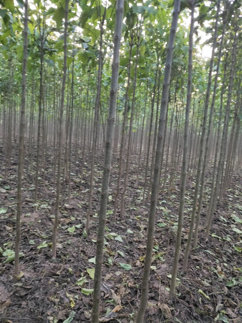 金丝楸，2公分，3公分，4公分，楸树种植基地。
