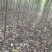 金丝楸，2公分，3公分，4公分，楸树种植基地。