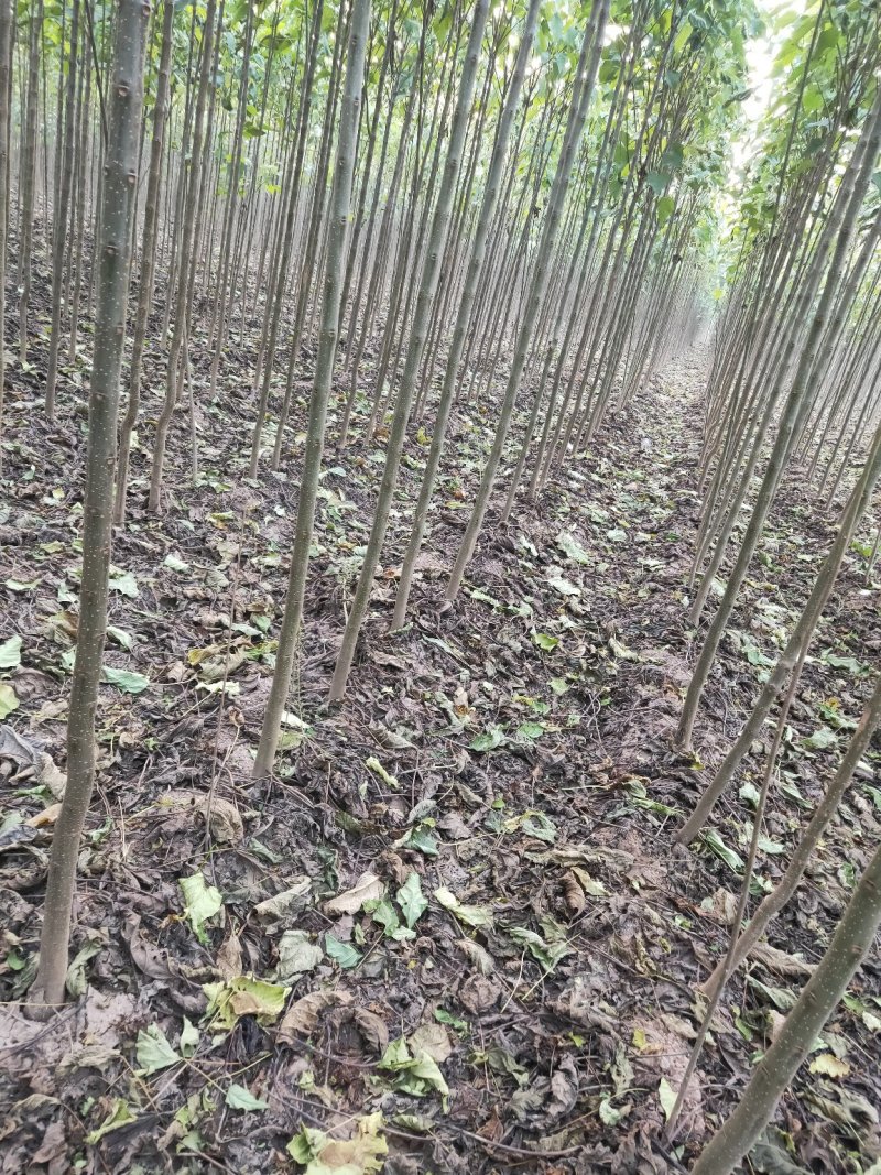 金丝楸，2公分，3公分，4公分，楸树种植基地。