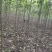 金丝楸，2公分，3公分，4公分，楸树种植基地。