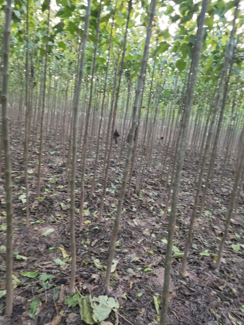 金丝楸，2公分，3公分，4公分，楸树种植基地。