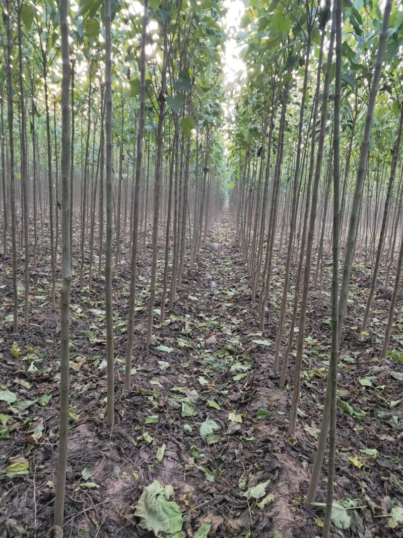 金丝楸，2公分，3公分，4公分，楸树种植基地。