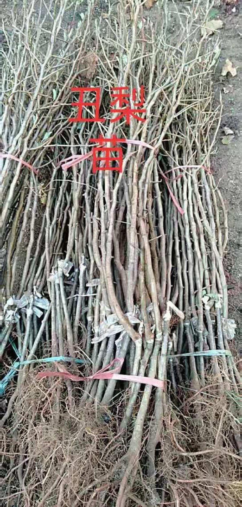 【牛商商家】梨树苗，秋月梨树苗，诚信经营，量大从优
